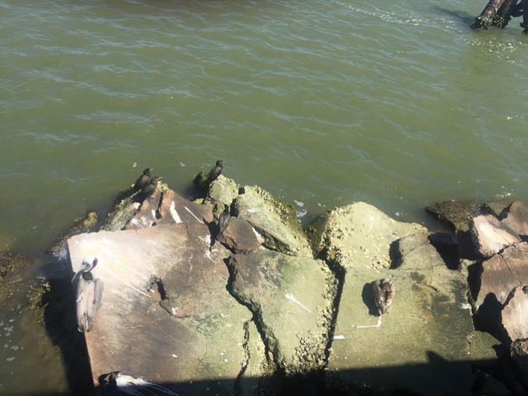 瞧瞧更大的：可以和鴨子比大小啦！