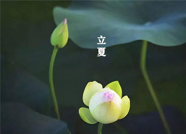 立夏已至，萬物向陽；